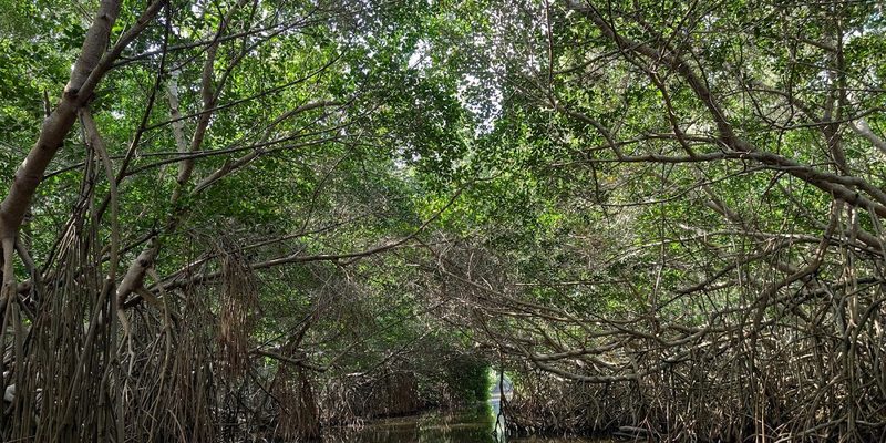Celestún, Yucatán — Panorama