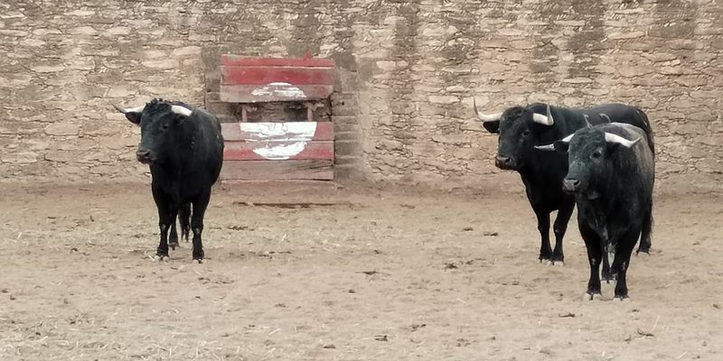 San Francisco de los Romo, Aguascalientes — Centro