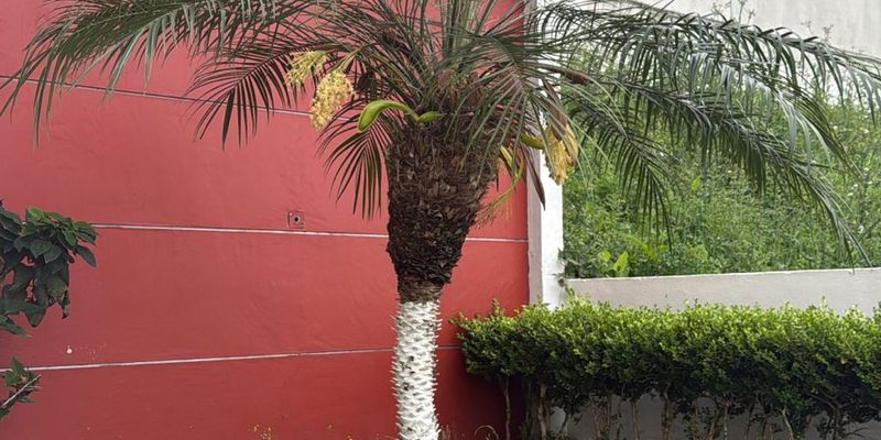 Tlanchinol, Hidalgo — Centro